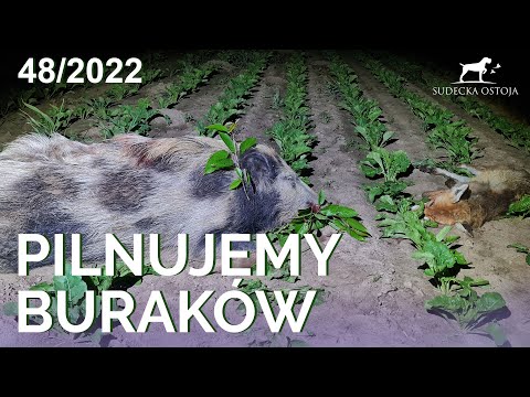 SUDECKA OSTOJA 48/2022 Fox and Wild Boar Hunting in Poland | Beet field protection