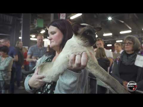 FIFe World Cat Show 2017 - Nominations Category 4