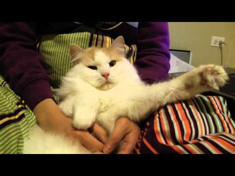 Jackie the cute fluffy silly cat chillaxing and then being goofy