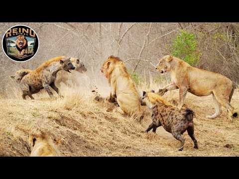 Lions and Hyenas: An Endless War | Animal Kingdom