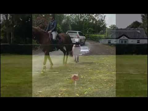 Stunning mare for sale - Image 2
