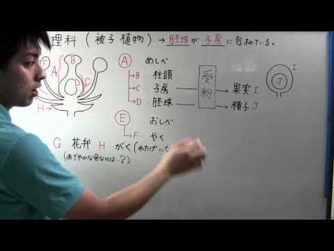 旧北極圏: 学名 (SA) による種子植物 - 定義