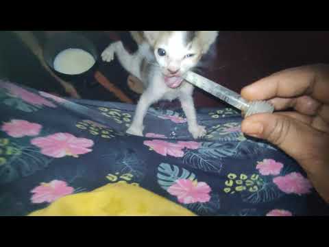 #eatwithchumki #catsbaby#catseatingmilk#daily #dailyvlog #daily #homevlog #