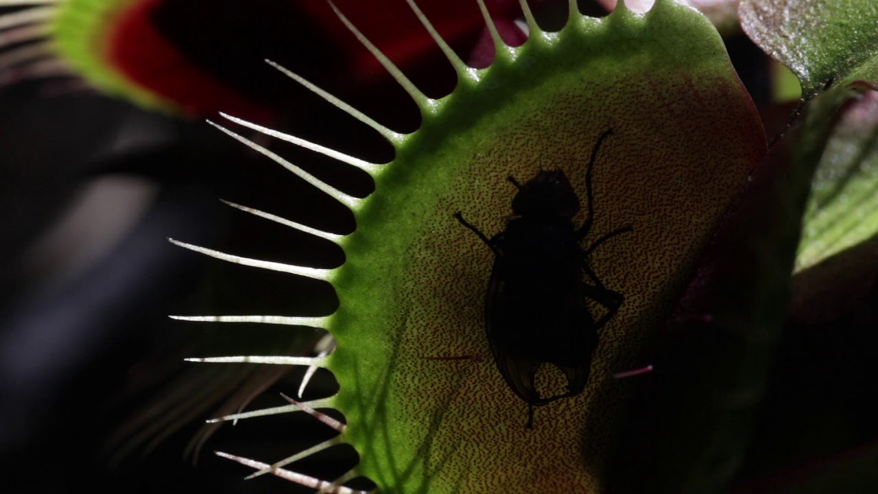 Masožravá rostlina