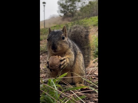 Squirrel cracks open a walnut! #cute