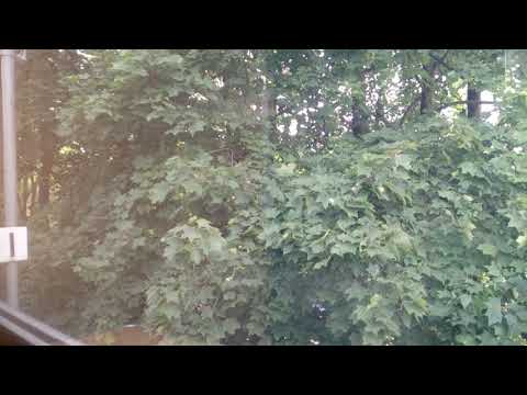 Zdziwko w Oleśnicy i Oleśnica - Oleśnica Rataje