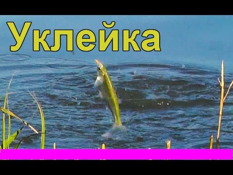 на что ловить верховодку видео на что ловить верховодку видео