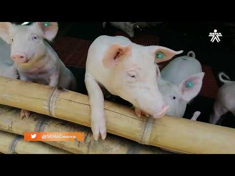 Granja Porcícola San Martín S.A.S