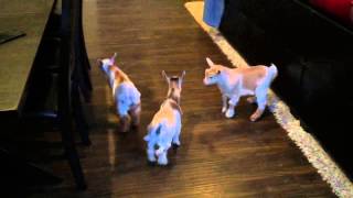 Baby goats in the house!!!