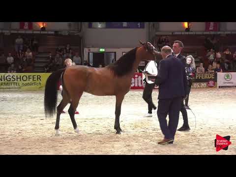 N 36 AL RASHID   Wels 2019   Colts 2 years old Class 4