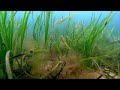 zostera seagrass – dr richard unsworth project seagrass – blue carbon conference