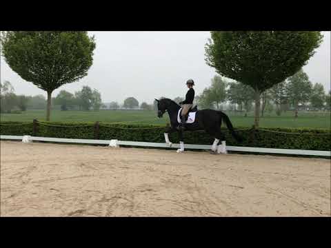 Stute von Millenium x Fiedertanz x Rubinstein