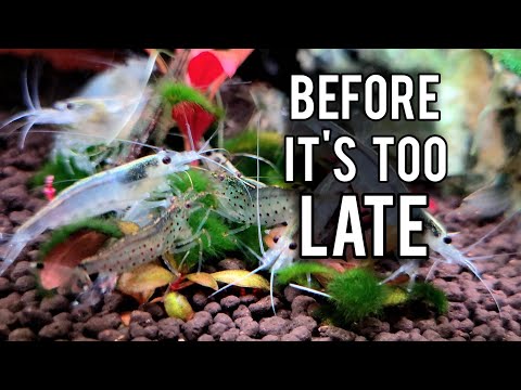 You Need To Know THIS About Amano Shrimps