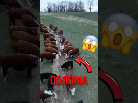 🐄 Почему тюки сена делают круглыми! #животные #природа #интересно