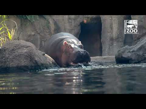 Hippo Introductions Happening Faster than Expected - Fiona with Tucker and Bibi - Cincinnati Zoo