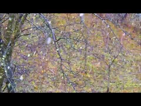 Discovery Aricestii Zeletin [IV]