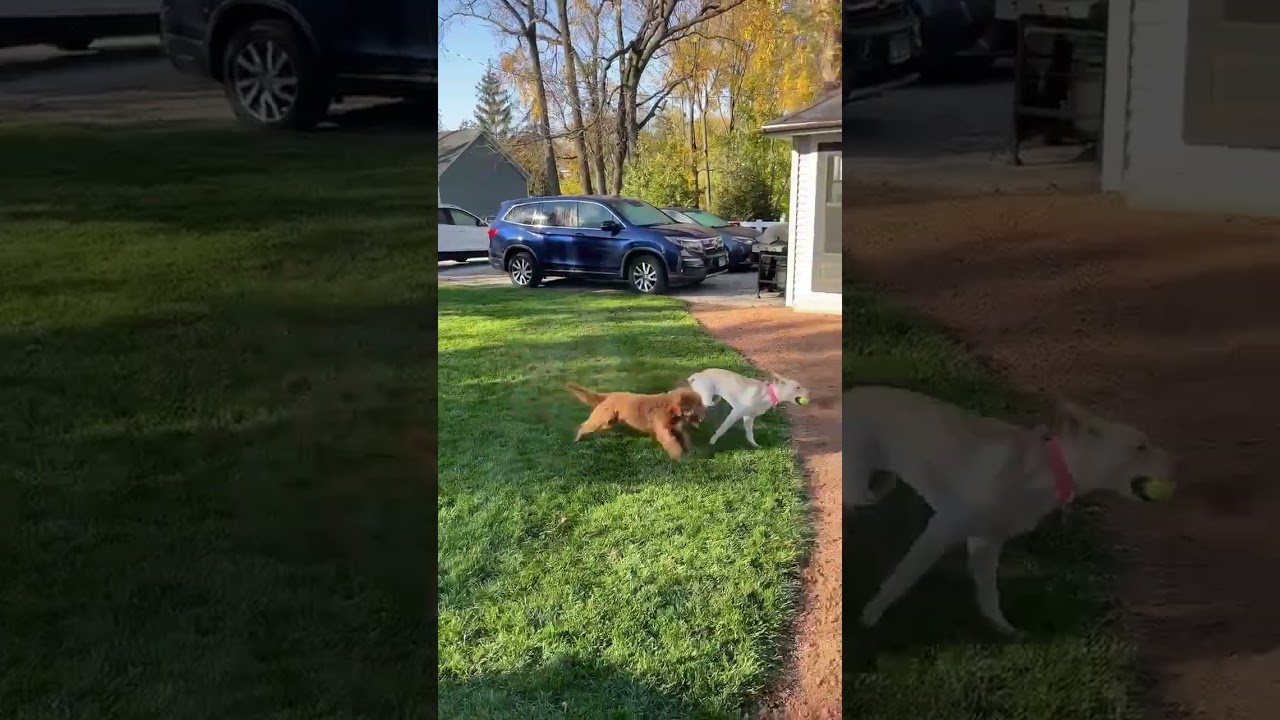 Enlarge Sigrit 4 year old Female Carolina Dog - Microchipped, up to date on shots, house trained, a Adoptable Carolina Dog in St Louis, MO video 6/6