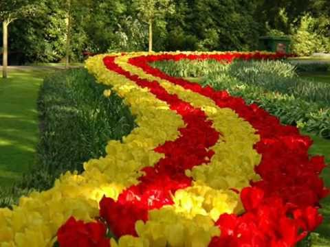 Tulipánok. (Vanessa- Rómeó és Júlia)