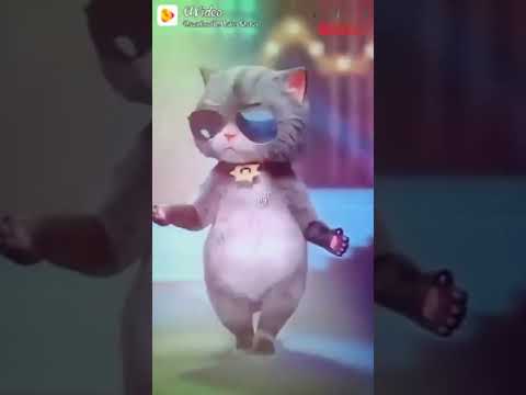 Rajini cat