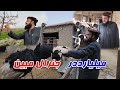 گزارش ویژه ستر جنرال مبین خان ایجاد بزرگترین فارم گاود�