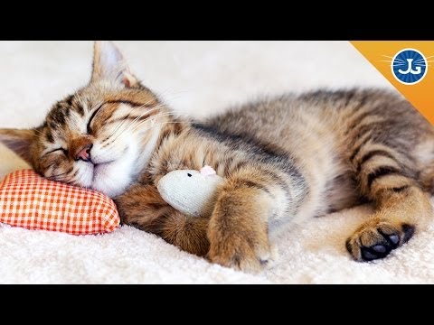 Train Your Cat to Let You Sleep - YouTube