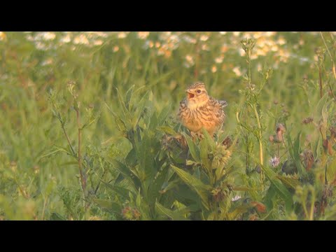 Skowronek polny  - Alauda arvensis
