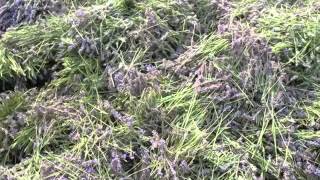 preview picture of video 'Lavender after it is harvested'