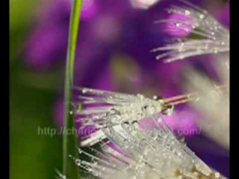 Charice - Power Ballad-Wowowee (Houston) - Singing a Big Pilipino Ballad Medly