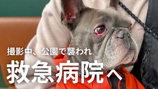 目の前で愛犬が他の犬に襲われました。飼い主さんと言葉も通じず、救急病院へ…