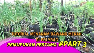 Tutorial Tani Menanam BAWANG MERAH DI POLYBAG (PUPUK Pertama )  PART. 3