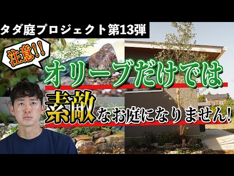 冬のオリーブの木に最適なマルチは何ですか?庭師のためのヒントとコツ  庭園
