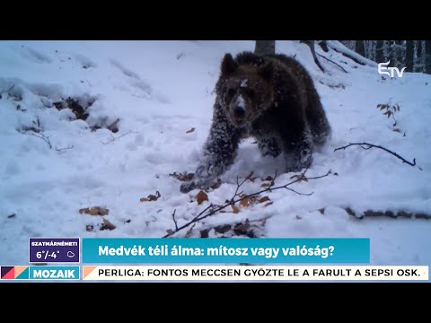 Medvék téli álma: mítosz vagy valóság? – Mozaik