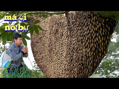 , title : '#696. Chinh Phục Tổ Ong Khổng Lồ HÃI HÙNG Trên Cây Gòn. conquering the hive of beehives very fierce'