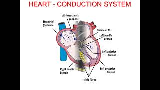 Dr Manny Learn shop Part 1 Consequences of Ageing and the CVS and Respiratory system changes