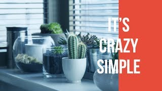 How often should I water my succulent indoor plants?