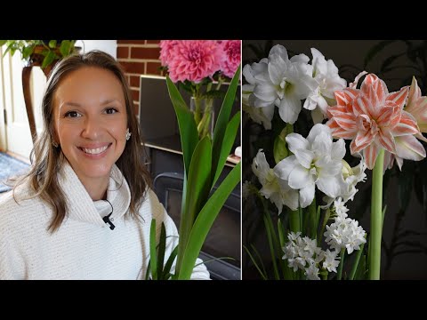 Putting Amaryllis Plants into Dormancy & Reblooming Them on a Specific Date / Amaryllis Flower Care