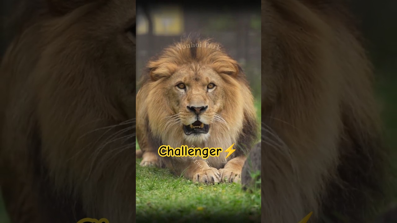 【Al Challenges His Father 🦁】Even Cornered, the Young Lion Shows His Fangs｜Nonhoi Park #shorts