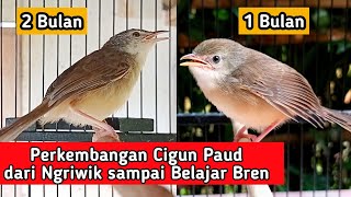 Download lagu Perkembangan Cigun Ngriwik sampai Belajar Ngbren mp3