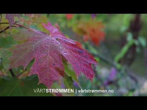 Strømmen i bilder - en rundtur, september 2021 | Video / Foto: Vårt Strømmen, vårtstrømmen.no