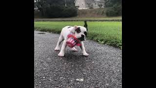 Video preview image #1 French Bulldog Puppy For Sale in PROVIDENCE, RI, USA