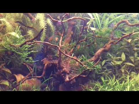 17 Hyphessobricon amandae eating tab food