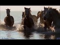 John Denver ~ Ponies ~ Baz...