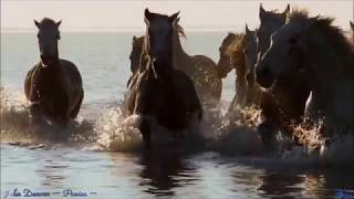John Denver ~ Ponies ~ Baz...