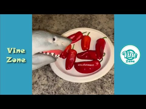 Funny Shark Puppet TikTok Videos Compilation 2021✔