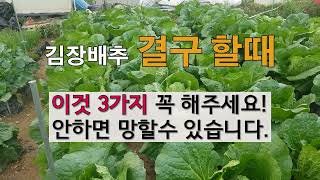 김장배추 결구할 때 이것 3가지 꼭 해주세요 안 하면 망할 수 있습니다. 주말농장 김장배추 가꾸기