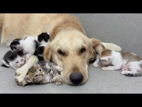 YouTube 썸네일