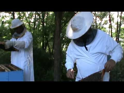 1. Apicultura video - Prima stupina din Romania dotata cu Bio Stupi pe vatra 1/2