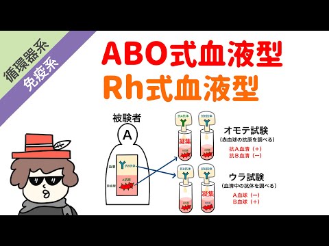 凝集について詳しく解説