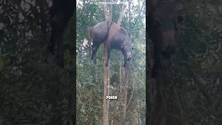 Download lagu SEREM‼️ PENAMPAKAN BANGKAI SAPI DIATAS POHON #shorts mp3 Download lagu SEREM‼️ PENAMPAKAN BANGKAI SAPI DIATAS POHON #shorts mp3