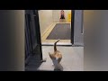 Stray Cat Follows Couple Right Into Their Home